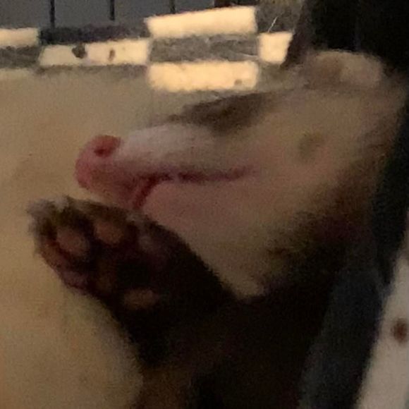 tobiastroost
